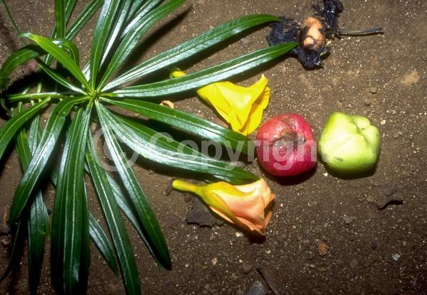 Yellow blooms; Evergreen