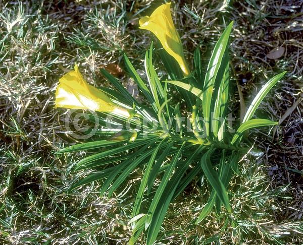 Yellow blooms; Evergreen