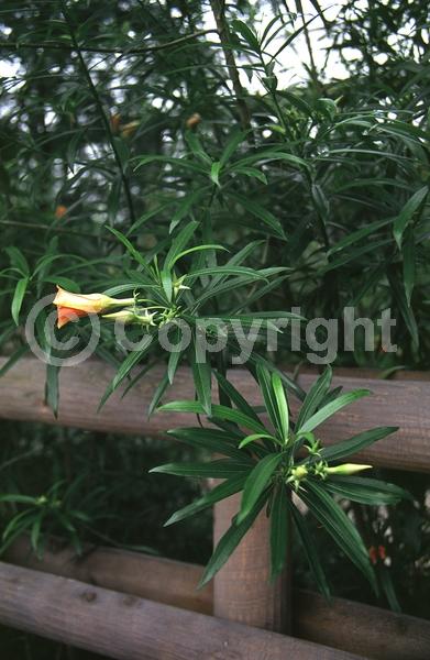 Yellow blooms; Evergreen