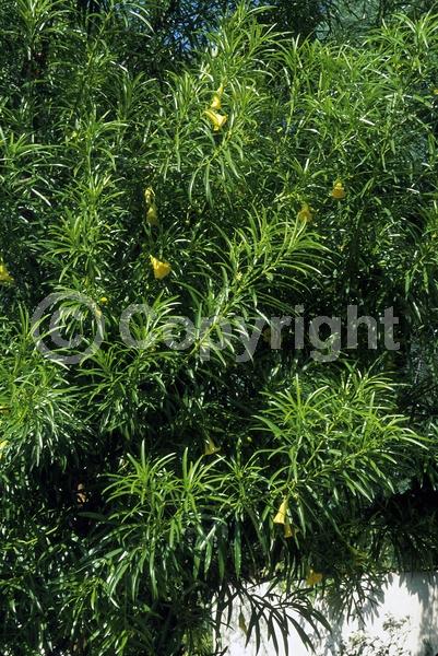 Yellow blooms; Evergreen