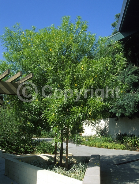 Yellow blooms; Evergreen