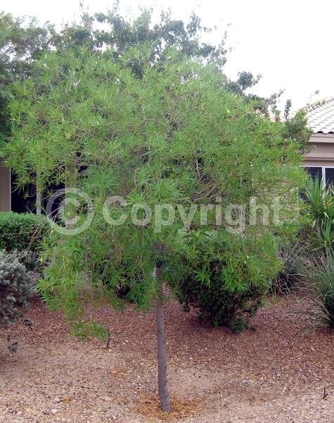 Yellow blooms; Evergreen