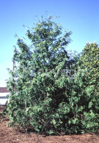 Yellow blooms; Evergreen