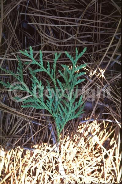 Yellow blooms; Evergreen