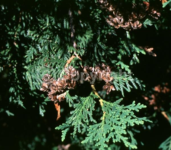 Yellow blooms; Evergreen