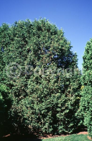 Yellow blooms; Evergreen