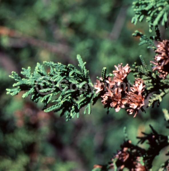 Yellow blooms; Evergreen