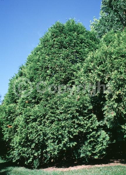 Yellow blooms; Evergreen