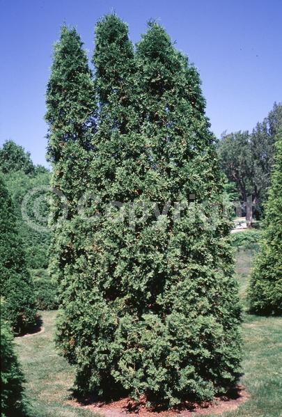 Yellow blooms; Evergreen