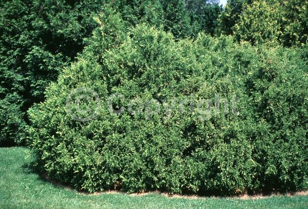 Yellow blooms; Evergreen