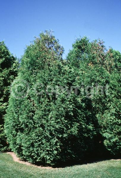 Yellow blooms; Evergreen