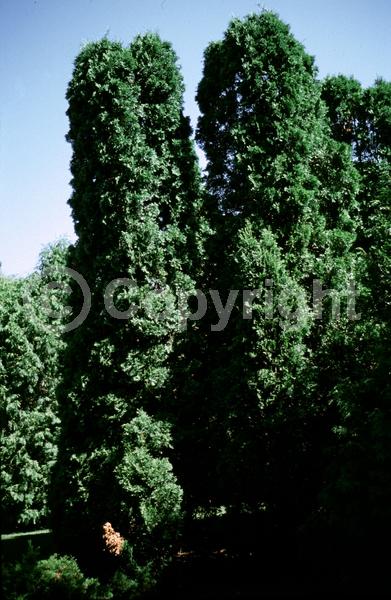 Yellow blooms; Evergreen