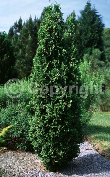 Yellow blooms; Evergreen