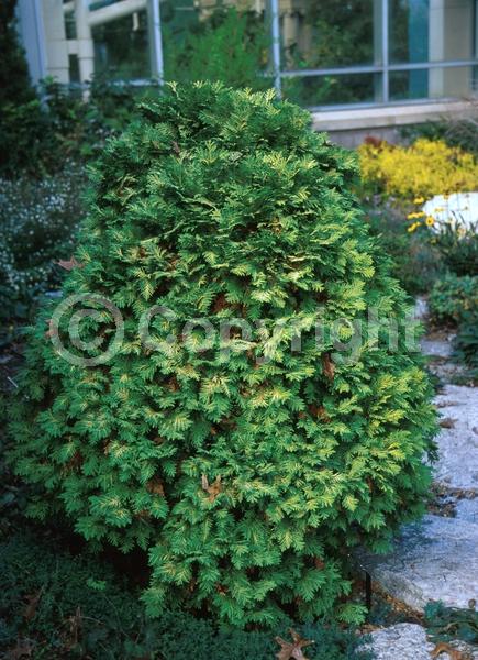 Yellow blooms; Evergreen