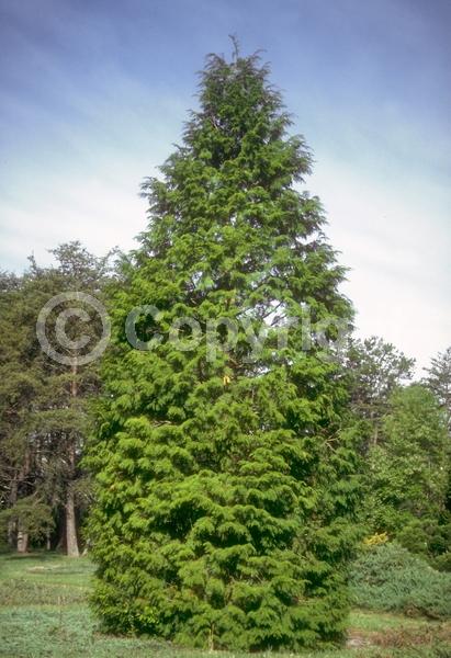 Yellow blooms; Evergreen