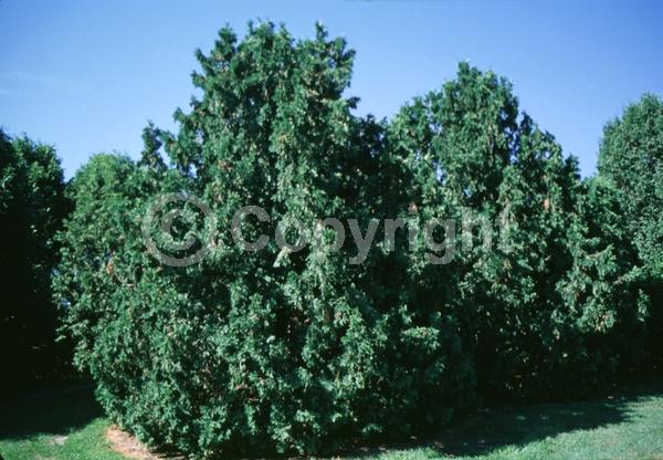 Yellow blooms; Evergreen