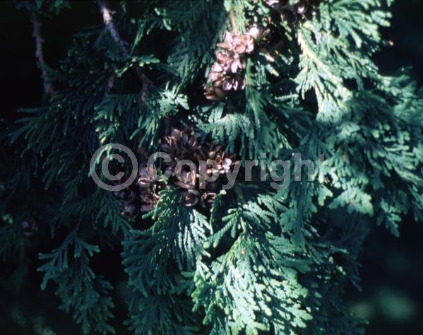 Yellow blooms; Evergreen