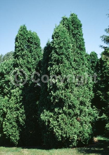 Yellow blooms; Evergreen