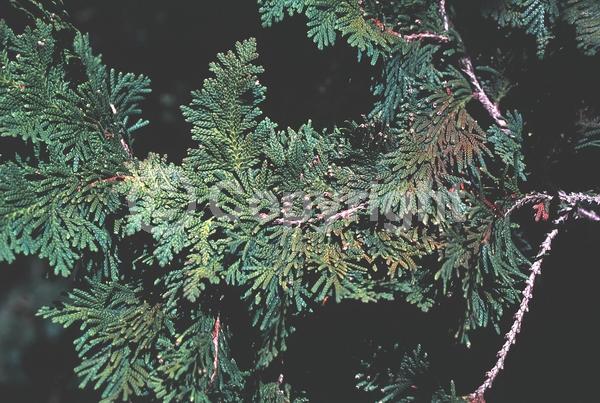 Yellow blooms; Evergreen