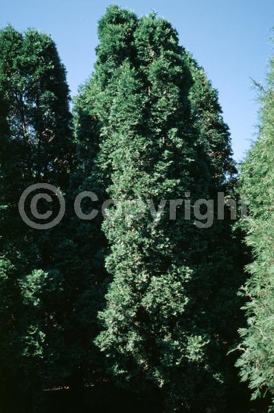 Yellow blooms; Evergreen