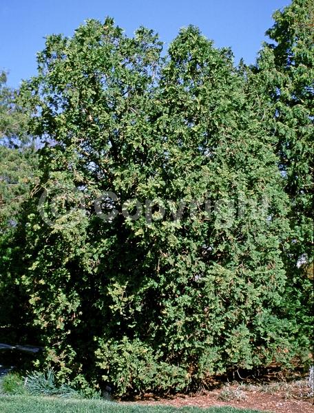 Yellow blooms; Evergreen