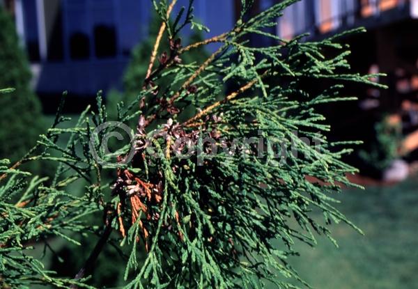 Yellow blooms; Evergreen