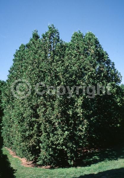 Yellow blooms; Evergreen