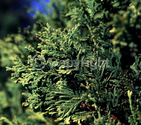 Yellow blooms; Evergreen