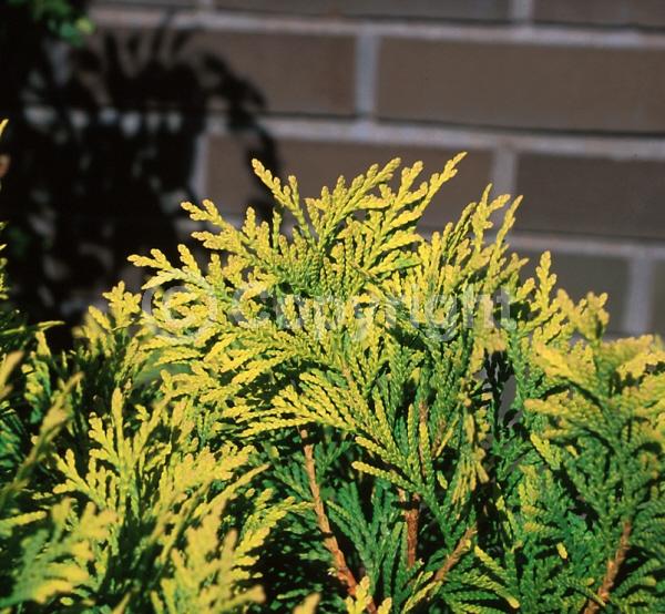 Yellow blooms; Evergreen