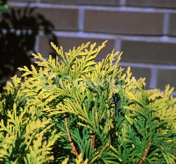 Yellow blooms; Evergreen; North American Native
