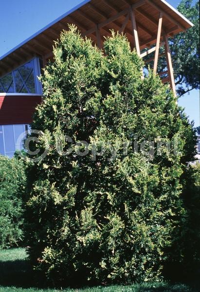 Yellow blooms; Evergreen