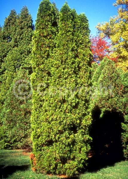 Yellow blooms; Evergreen