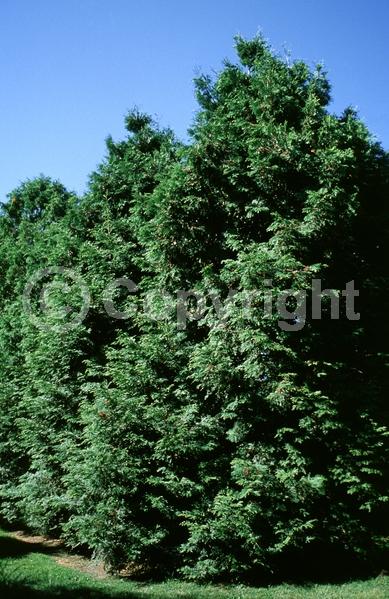 Yellow blooms; Evergreen