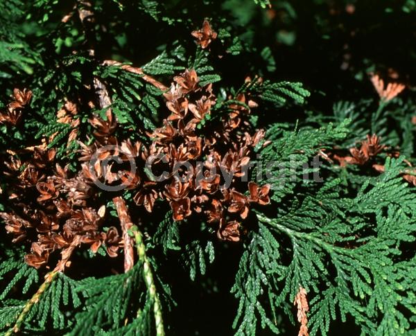 Yellow blooms; Evergreen