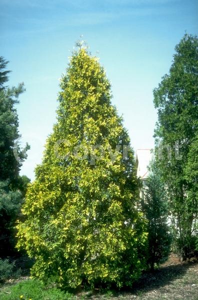 Yellow blooms; Evergreen