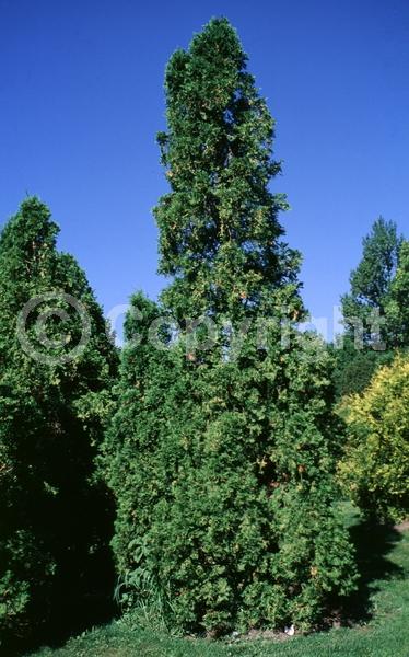 Yellow blooms; Evergreen