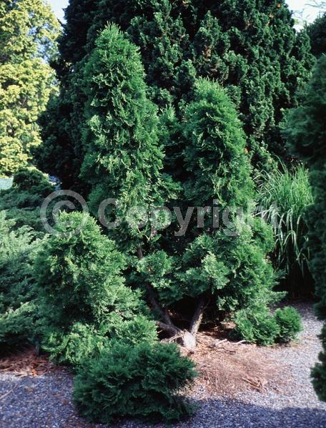 Yellow blooms; Evergreen