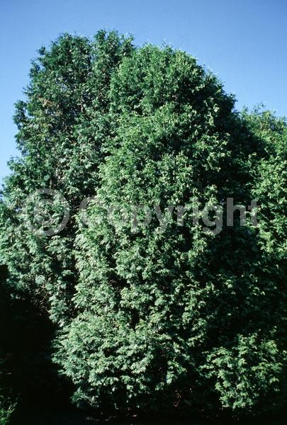 Yellow blooms; Evergreen