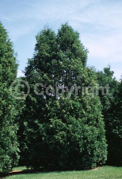 Yellow blooms; Evergreen