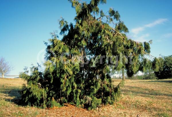 Yellow blooms; Evergreen