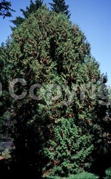 Yellow blooms; Evergreen