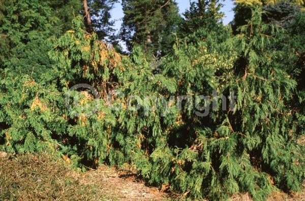 Yellow blooms; Evergreen