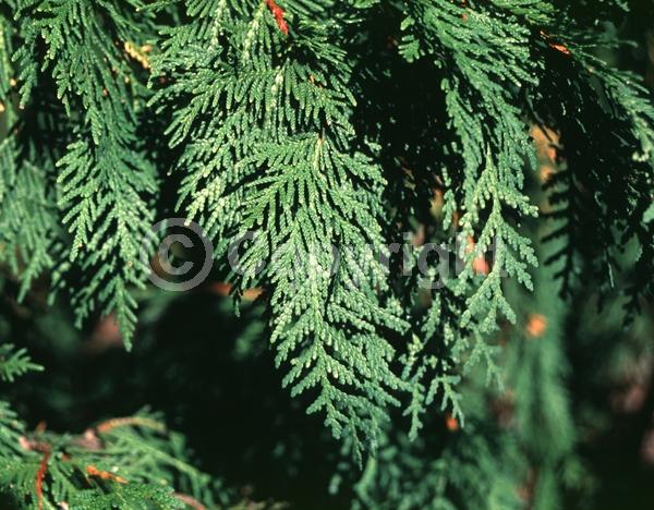 Yellow blooms; Evergreen