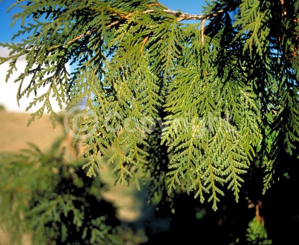 Yellow blooms; Evergreen