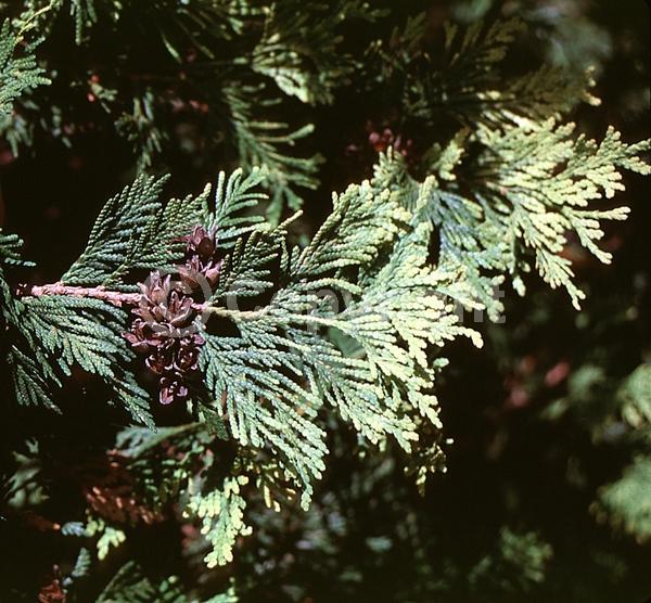 Yellow blooms; Evergreen