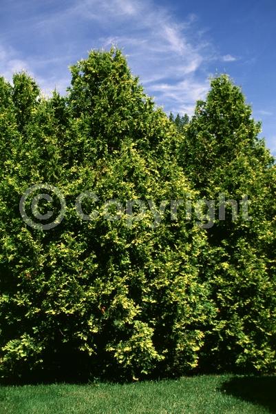 Yellow blooms; Evergreen