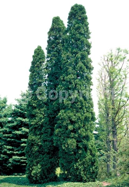 Yellow blooms; Evergreen