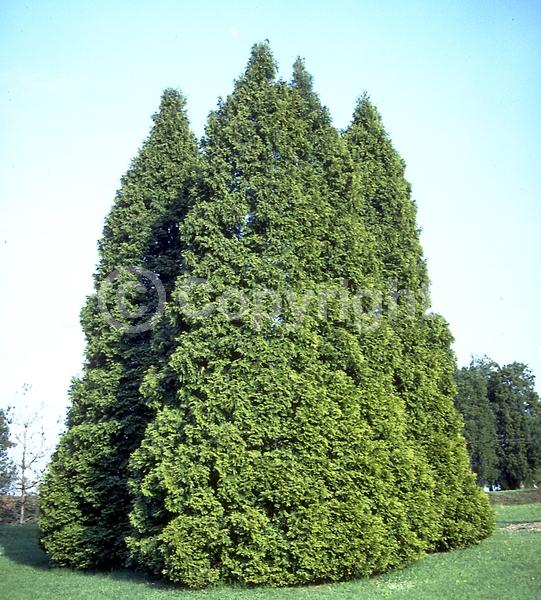 Yellow blooms; Evergreen