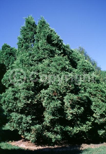 Yellow blooms; Evergreen