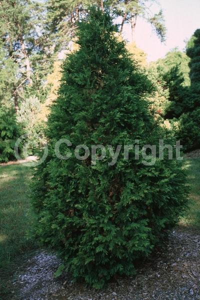 Yellow blooms; Evergreen